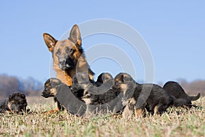 Female German Shepherd dog with puppies