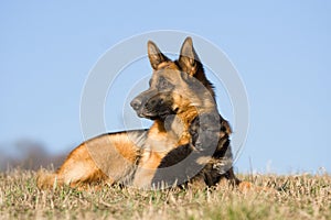 Female German Shepherd dog with puppy