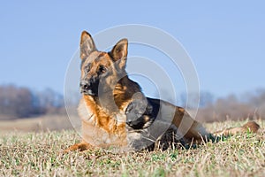 Female German Shepherd dog with puppy