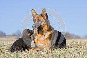 Female German Shepherd dog with puppy