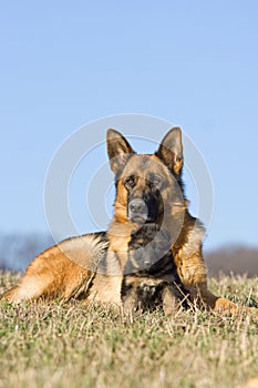 Female German Shepherd dog with puppy