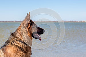 Female German Shepherd dog sitting on lake shore. Home pet. Side view portrait.