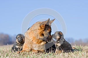 Female German Shepherd dog with two puppies