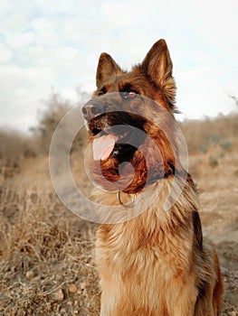 Female German shepherd on grass. Aggressive, active or alert dog portrait.