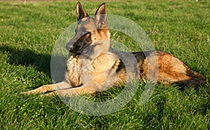 Female German Shepherd on the grass