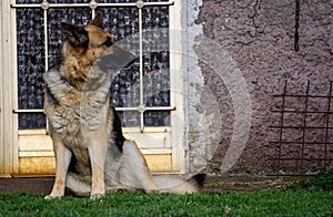 Female German shepherd sitting on the grass