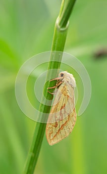 Female ghost moth, Hepialus humuli on stem