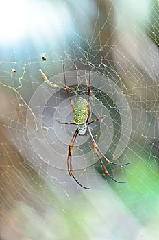 Female Giant Golden Orb Weaver Spider