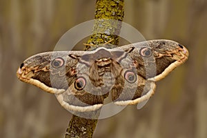 Female of Giant Peacock Moth (Saturnia pyri)