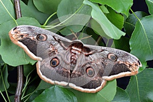Female of Giant Peacock Moth (Saturnia pyri)