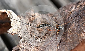 Female giant sabre wasp