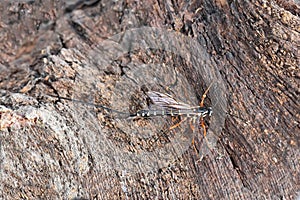 Female giant sabre wasp