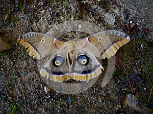 Female Giant Silk Moth