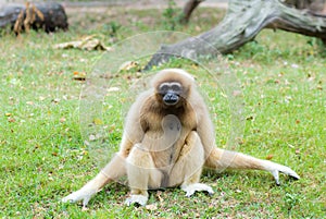 Female Gibbon