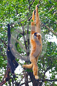 A female gibbon with its baby gibbon hanging on the tree