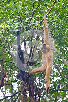 A female gibbon with its baby gibbon hanging on the tree