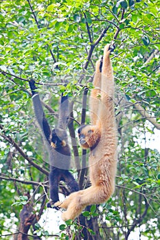 A female gibbon with its baby gibbon hanging on the tree