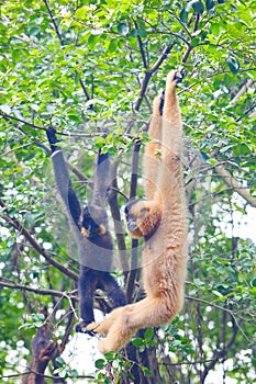 A female gibbon with its baby gibbon hanging on the tree photo