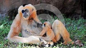 Female Gibbon monkey nursing baby