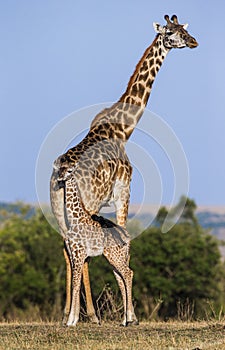 Female giraffe with a baby in the savannah. Kenya. Tanzania. East Africa.