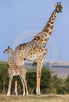 Female giraffe with a baby in the savannah. Kenya. Tanzania. East Africa.