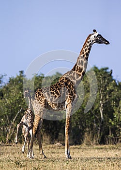 Female giraffe with a baby in the savannah. Kenya. Tanzania. East Africa.