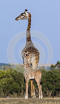 Female giraffe with a baby in the savannah. Kenya. Tanzania. East Africa.