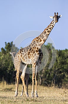 Female giraffe with a baby in the savannah. Kenya. Tanzania. East Africa.