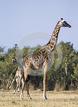 Female giraffe with a baby in the savannah. Kenya. Tanzania. East Africa.