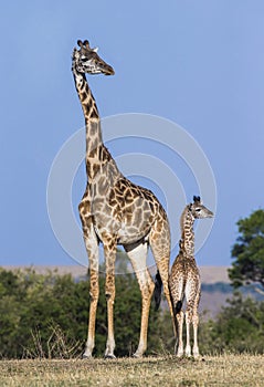 Female giraffe with a baby in the savannah. Kenya. Tanzania. East Africa.