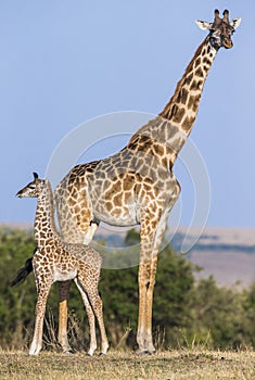 Female giraffe with a baby in the savannah. Kenya. Tanzania. East Africa.