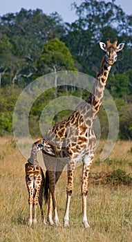 Female giraffe with a baby in the savannah. Kenya. Tanzania. East Africa.