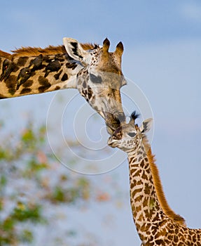 Female giraffe with a baby in the savannah. Kenya. Tanzania. East Africa.