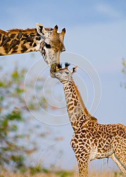 Female giraffe with a baby in the savannah. Kenya. Tanzania. East Africa.