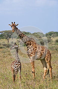 Female giraffe with a baby in the savannah. Kenya. Tanzania. East Africa.