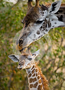 Female giraffe with a baby in the savannah. Kenya. Tanzania. East Africa.