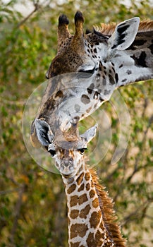 Female giraffe with a baby in the savannah. Kenya. Tanzania. East Africa.