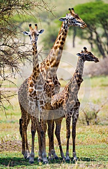 Female giraffe with a baby in the savannah. Kenya. Tanzania. East Africa.