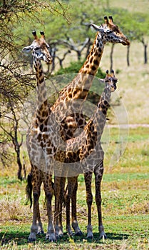 Female giraffe with a baby in the savannah. Kenya. Tanzania. East Africa.