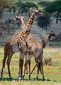 Female giraffe with a baby in the savannah. Kenya. Tanzania. East Africa.