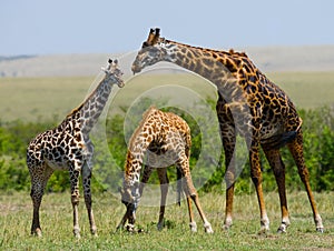 Female giraffe with a baby in the savannah. Kenya. Tanzania. East Africa.