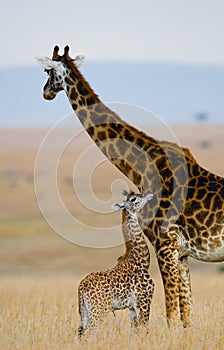 Female giraffe with a baby in the savannah. Kenya. Tanzania. East Africa.