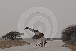 A female  giraffe and her calf crossing the road at the Etosha National Park, Namibia, Africa