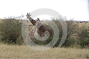 Female giraffe and her calf in the wild maasai mara