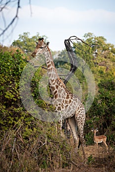 Female giraffe and impala