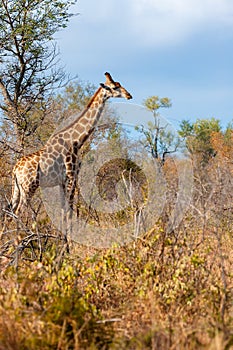 Female giraffe stands in the african bush