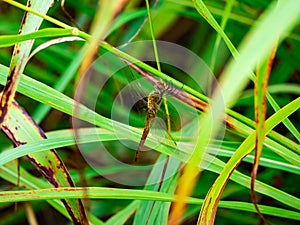 Dragonfly perched on the grass