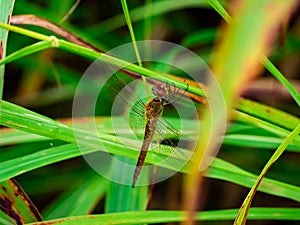 Dragonfly perched on the grass 2