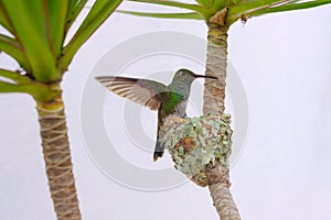 Female Glittering-Bellied Emerald hummingbird, Chlorostilbon Lucidus, flying back to her nest, Brazil