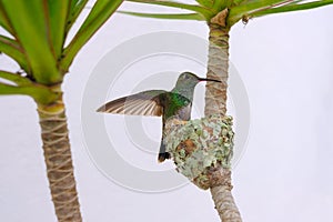 Female Glittering-Bellied Emerald hummingbird, Chlorostilbon Lucidus, flying back to her nest, Brazil